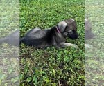 Small Photo #5 Malinois Puppy For Sale in MADISON, TN, USA