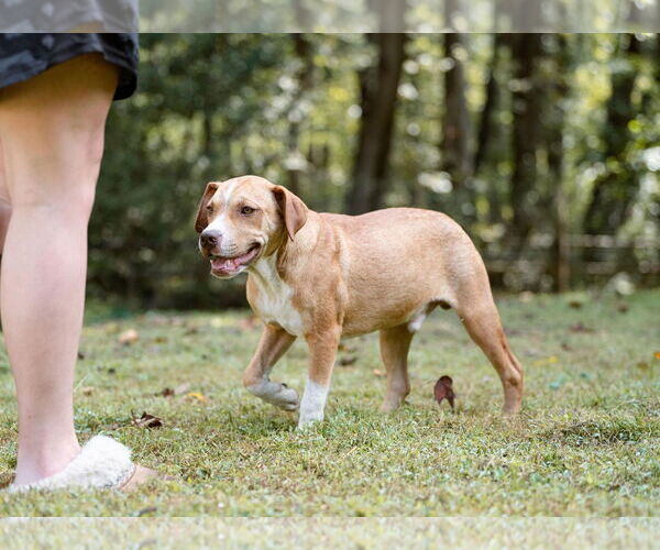 Medium Photo #2 Boxer-Unknown Mix Puppy For Sale in Unionville, PA, USA