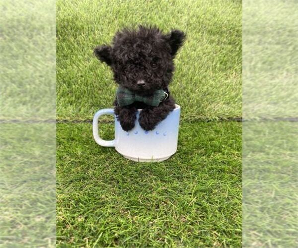 Medium Photo #6 Poodle (Toy) Puppy For Sale in JACKSONVILLE, FL, USA