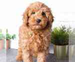 Small Photo #1 Goldendoodle (Miniature) Puppy For Sale in RED LION, PA, USA