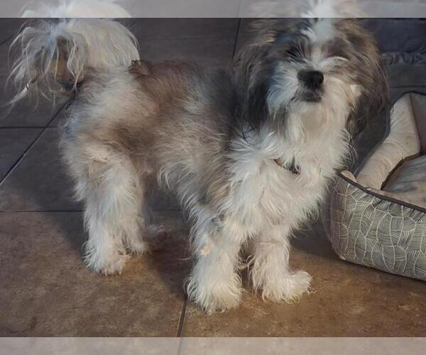 Medium Photo #4 Maltese-Unknown Mix Puppy For Sale in San Antonio, TX, USA