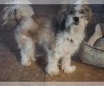 Small #3 Maltese Mix