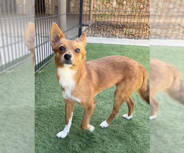 Medium Photo #1 Chihuahua-Unknown Mix Puppy For Sale in Sacramento, CA, USA