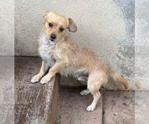 Sampson - Male Cocker Spaniel-Jack Russell Terrier Mix Dog for Adoption - Photo #4