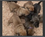Small Photo #16 Cane Corso-Dogue de Bordeaux Mix Puppy For Sale in GIG HARBOR, WA, USA