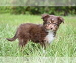 Small #4 Miniature Australian Shepherd