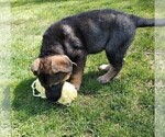 Small Photo #5 German Shepherd Dog Puppy For Sale in SHELTON, WA, USA