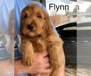 Irish Doodle Puppy for sale in EL PASO, IL, USA
