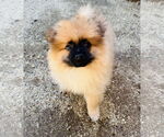 Small Pomeranian