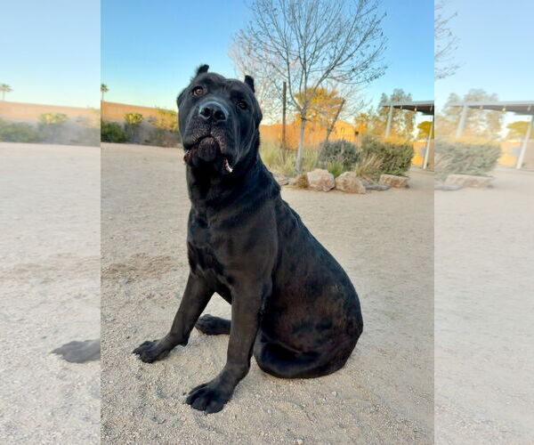 Medium Photo #7 Mutt Puppy For Sale in Goodyear, AZ, USA