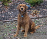 Small Photo #1 Golden Retriever Puppy For Sale in MURPHY, NC, USA