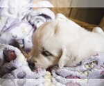 Small #2 English Cream Golden Retriever