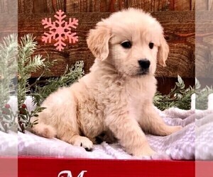 Golden Retriever Puppy for sale in DRY RUN, PA, USA