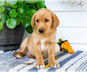 Medium Golden Retriever-Jack Russell Terrier Mix