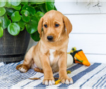 Puppy Colin Golden Retriever-Jack Russell Terrier Mix