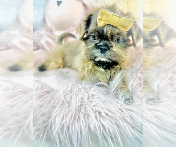 Medium Photo #11 Shih Tzu Puppy For Sale in WINTER PARK, FL, USA