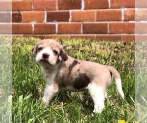 Schneagle Puppy for sale in BURKE, SD, USA