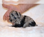 Small #4 Poodle (Toy)