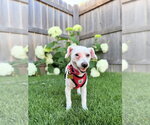 Small Poodle (Miniature)