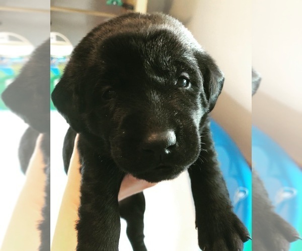 Medium Photo #9 Labrador Retriever Puppy For Sale in PELZER, SC, USA