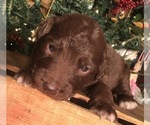 Small Photo #7 F2 Aussiedoodle Puppy For Sale in ARBA, IN, USA