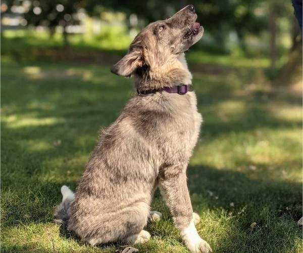 Medium Photo #1 Border Collie Puppy For Sale in JONESTOWN, PA, USA