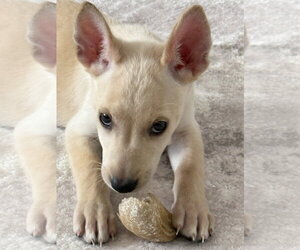 Mutt Dogs for adoption in The Woodlands, TX, USA