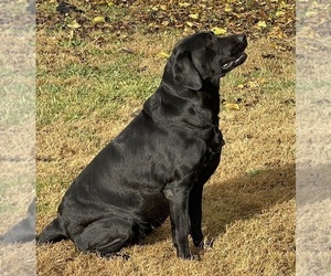 Mother of the Labrador Retriever puppies born on 04/04/2026