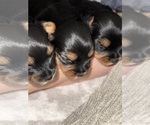 Small #17 Yorkshire Terrier
