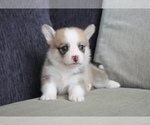 Small Photo #6 Pembroke Welsh Corgi Puppy For Sale in SEATTLE, WA, USA