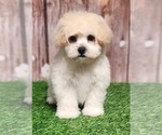 Puppy Maxwell YorkiePoo