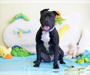 KNOT - Male American Staffordshire Terrier-Unknown Mix Dog for Adoption - Photo #2