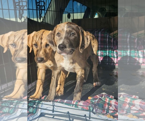 Medium Photo #3 Australian Shepherd-Unknown Mix Puppy For Sale in Wakefield, RI, USA