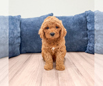 Small Miniature Labradoodle