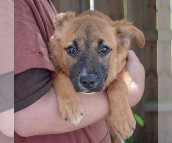 Medium Photo #3 Mutt Puppy For Sale in Huntley, IL, USA