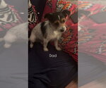 Small #3 Mutt