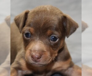 Harlequin Pinscher Puppy for sale in COPPERAS COVE, TX, USA
