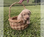 Small #1 Labradoodle