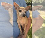 Small #3 Chihuahua Mix