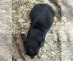 Small #4 Rat Terrier
