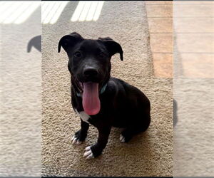 Labrador Retriever-Unknown Mix Dogs for adoption in Santa Maria, CA, USA