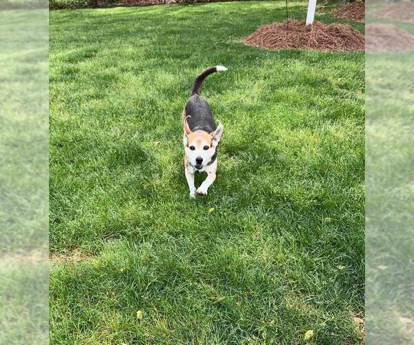 Medium Photo #3 Beagle Puppy For Sale in Garner, NC, USA
