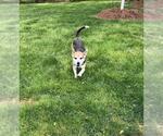 Small #2 Beagle