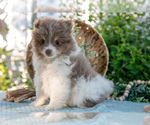Puppy Samson Pomeranian