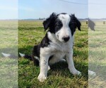 Small Photo #220 Border Collie Puppy For Sale in NORBORNE, MO, USA