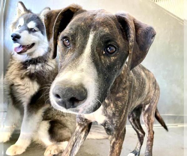 Medium Photo #1 Mutt Puppy For Sale in San Bernardino, CA, USA