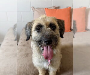 Mutt Dogs for adoption in San Leon, TX, USA