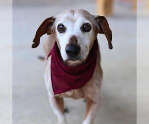 Beagle-Unknown Mix Dogs for adoption in San Antonio, TX, USA