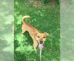 Small #1 Labrador Retriever Mix
