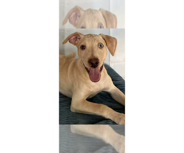 Medium Photo #4 Labrador Retriever-Unknown Mix Puppy For Sale in New York, NY, USA